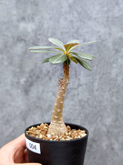 【現品限り】アデニウム・ソコトラナム 実生【L4】 Adenium socotranum