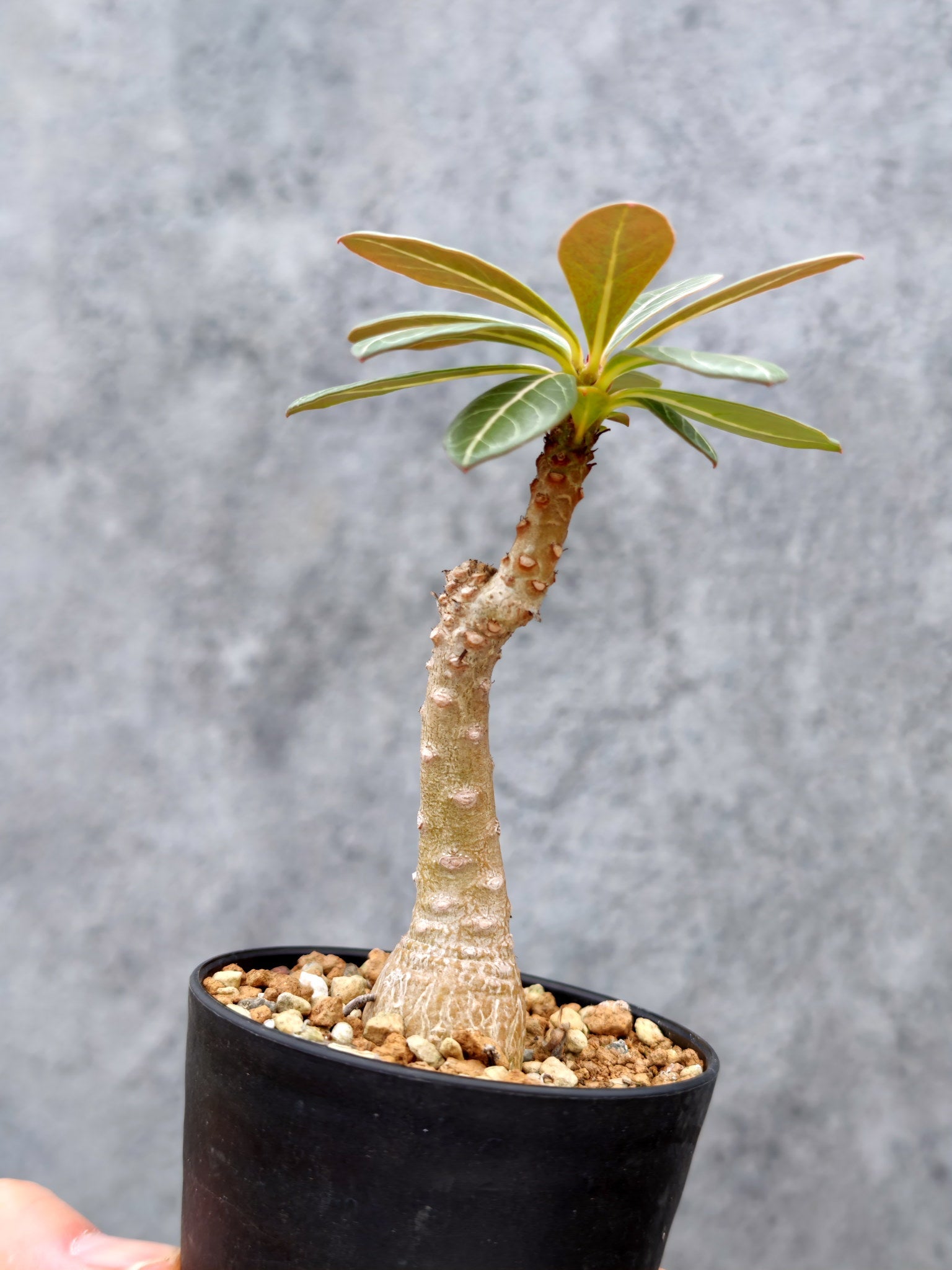 アデニウム・ソコトラナム 実生【L4】 Adenium socotranum 塊根植物