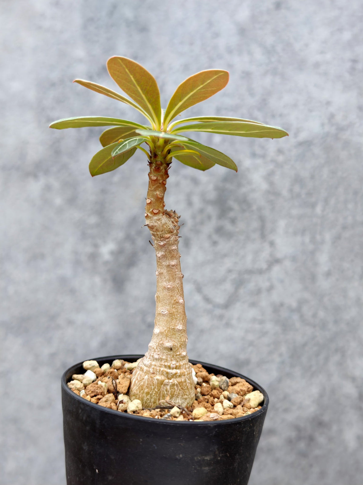 【現品限り】アデニウム・ソコトラナム 実生【L4】 Adenium socotranum