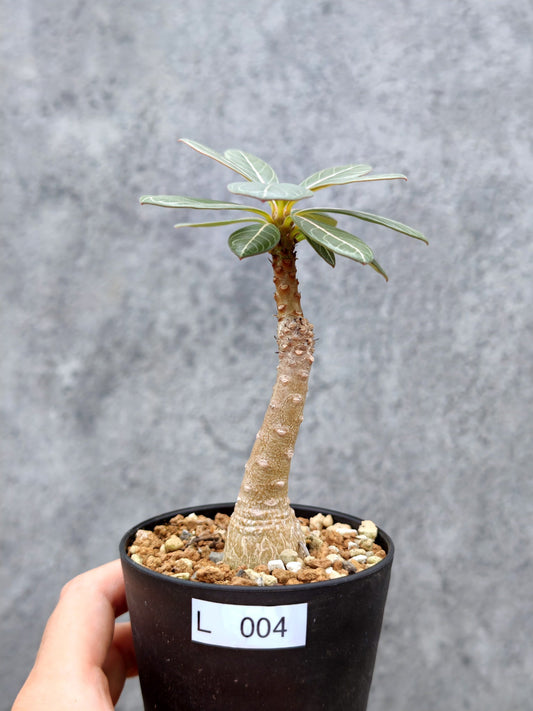 【現品限り】アデニウム・ソコトラナム 実生【L4】 Adenium socotranum