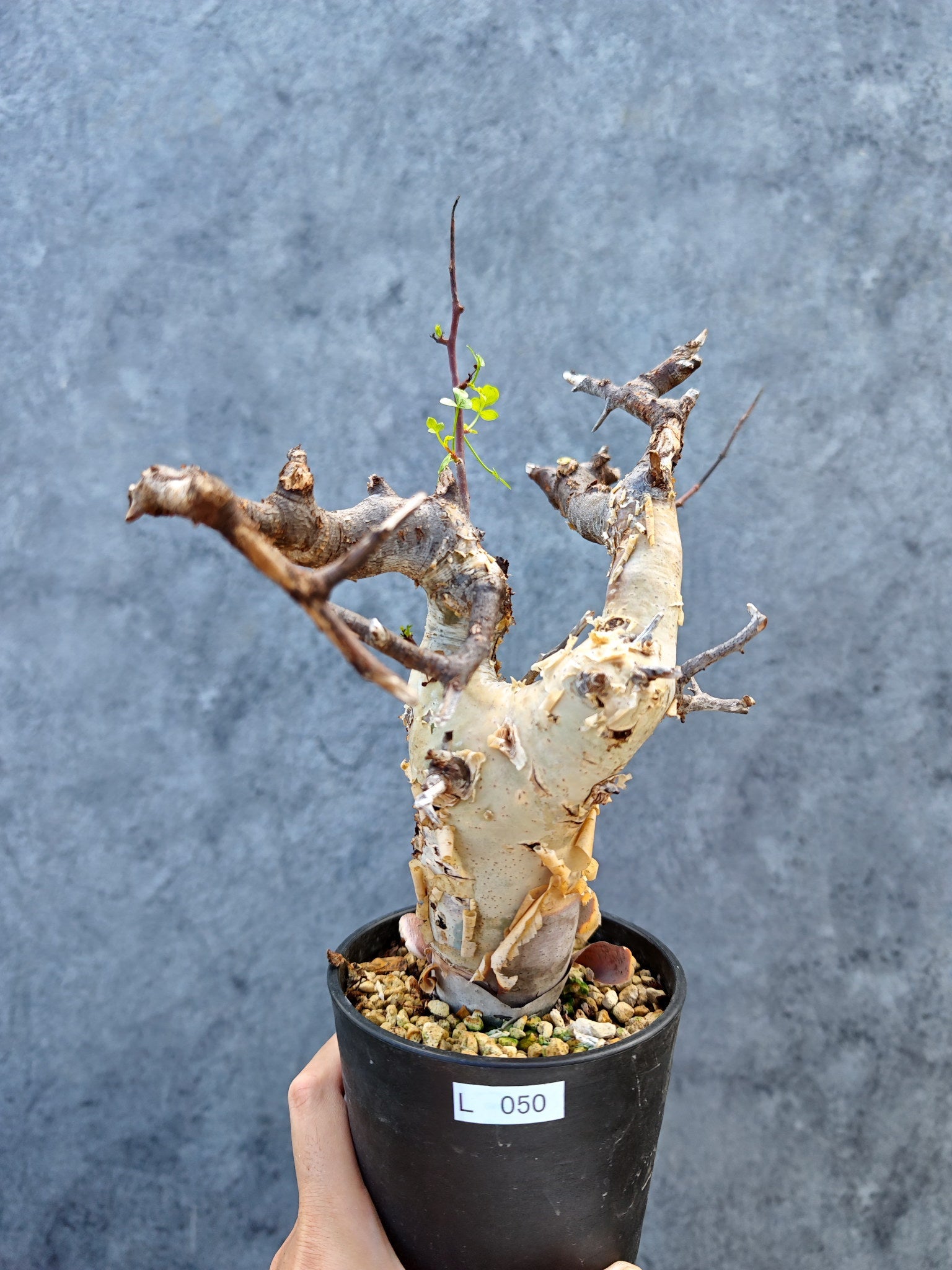 コミフォラ(Commiphora) – プラントブラザーズ