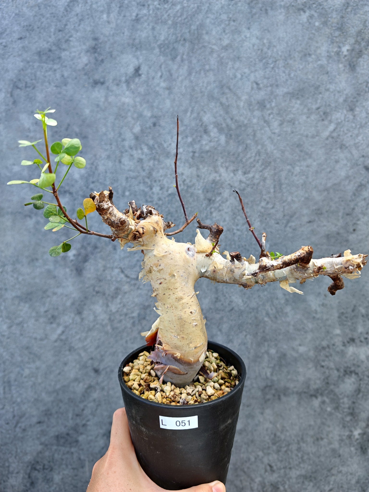 コミフォラ(Commiphora) – プラントブラザーズ