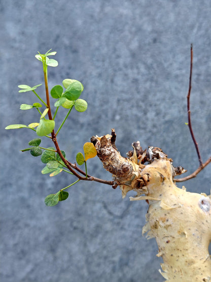 【現品限り】コミフォラ・カタフ ソマリア ピュア 現地株 発根済み 1年以上管理【L51】 Commiphora kataf Somalia