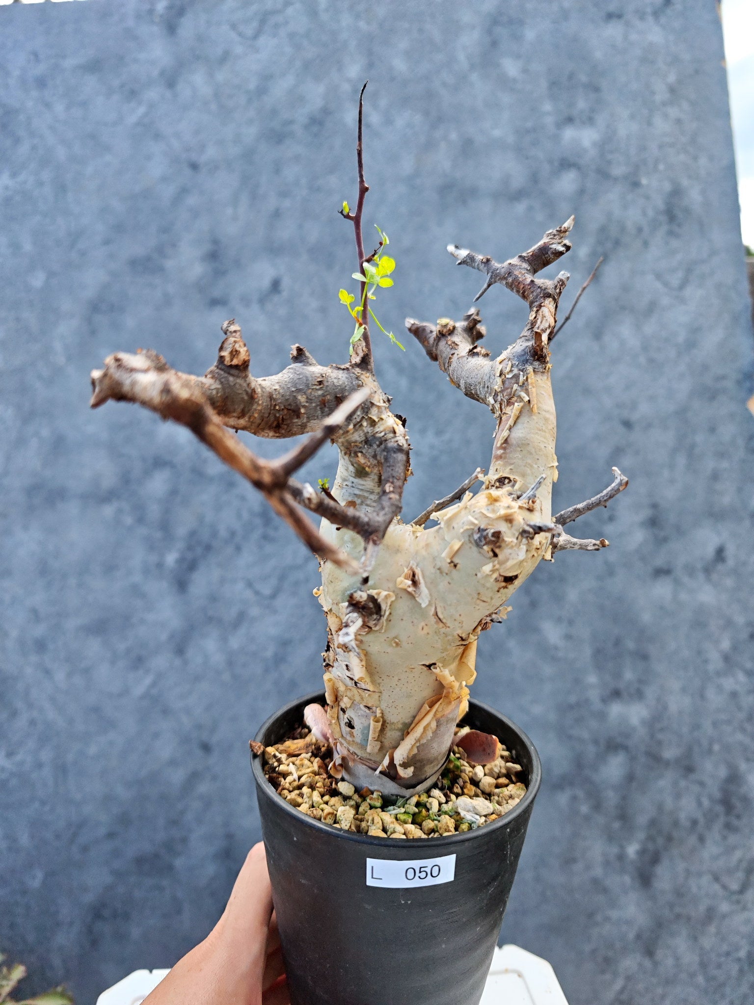 コミフォラ(Commiphora) – プラントブラザーズ