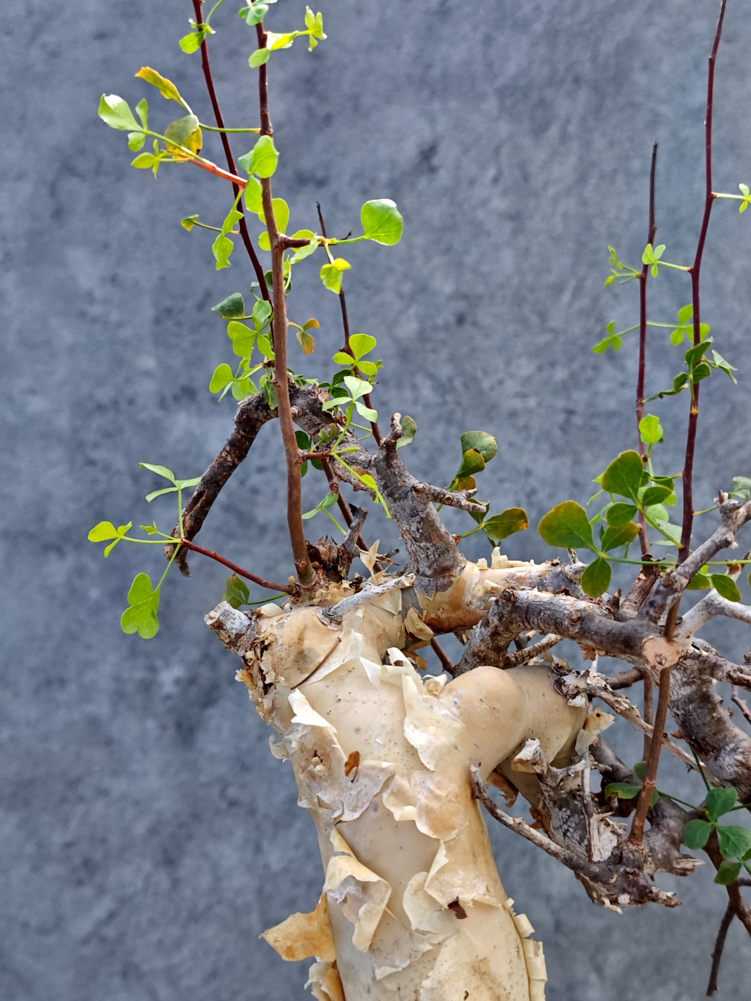コミフォラ(Commiphora) – プラントブラザーズ