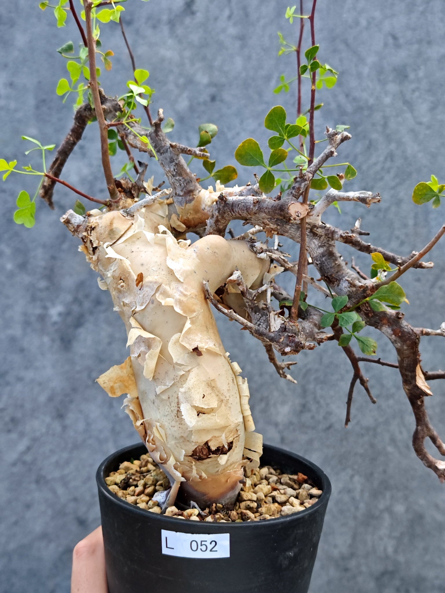 新着の種子や植物 – プラントブラザーズ