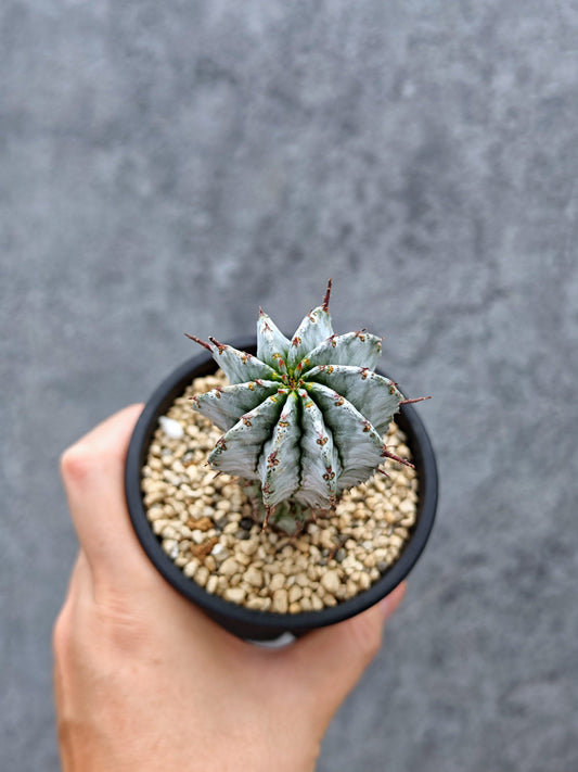 【現品限り】ユーフォルビア・ホリダ 挿し木【L5】 Euphorbia horrida