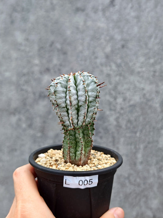 【現品限り】ユーフォルビア・ホリダ 挿し木【L5】 Euphorbia horrida