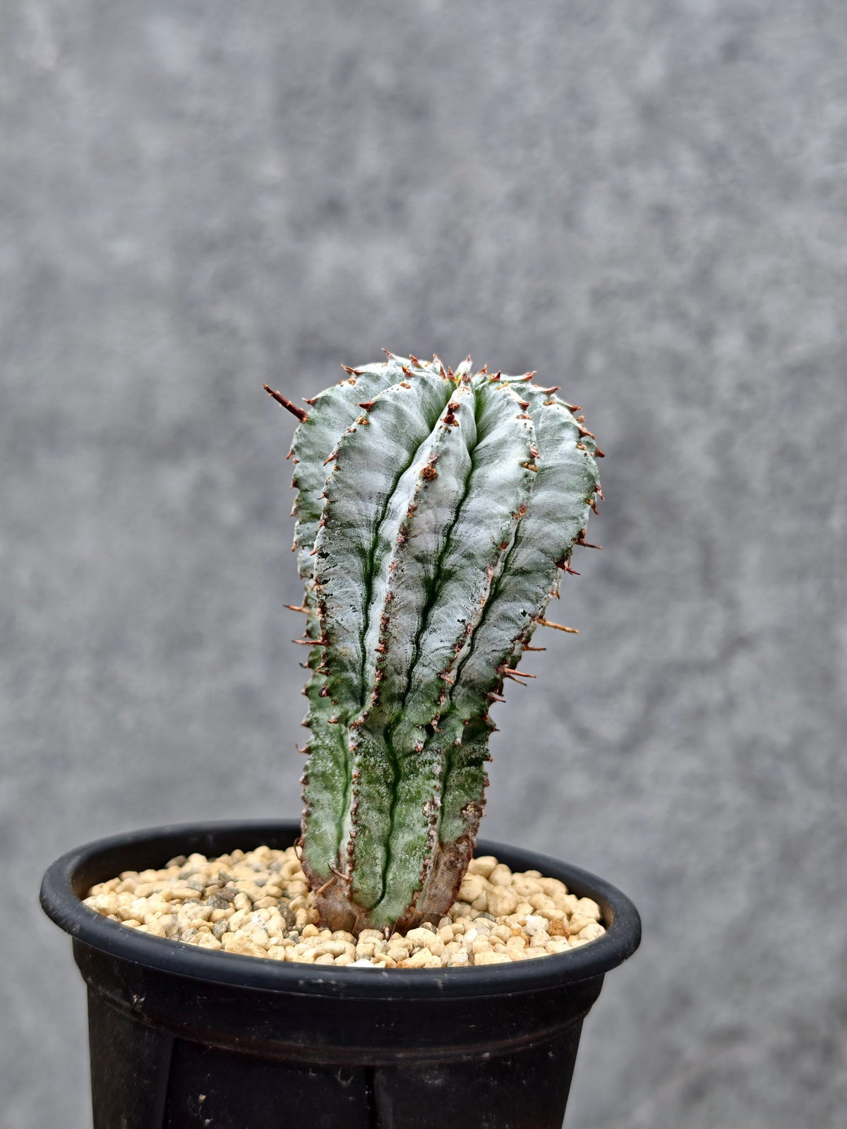 【現品限り】ユーフォルビア・ホリダ 挿し木【L5】 Euphorbia horrida