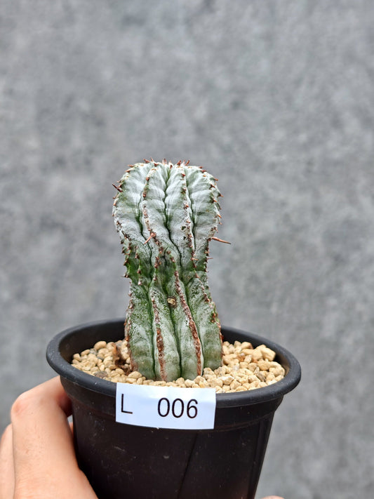 【現品限り】ユーフォルビア・ホリダ 挿し木【L6】 Euphorbia horrida