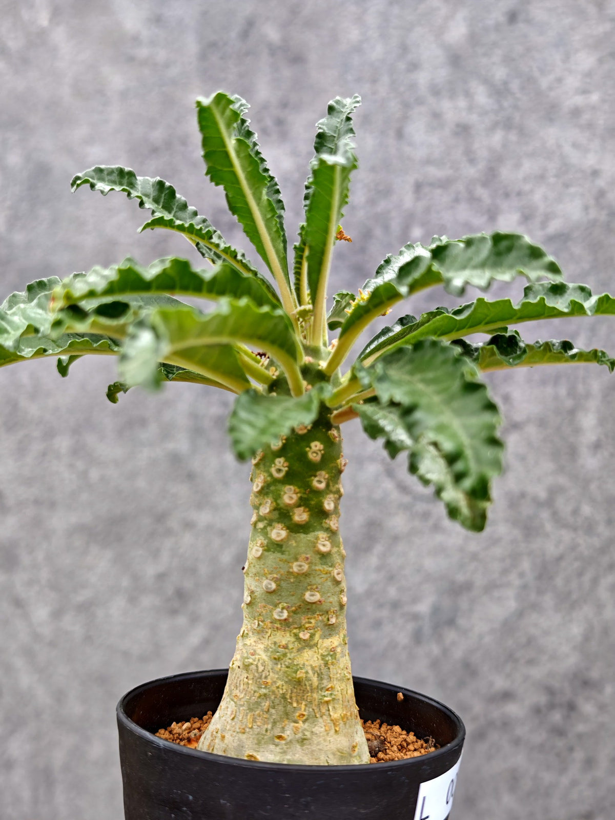 【現品限り】ドルステニア・ラブラニー【L8】 Dorstenia lavrani