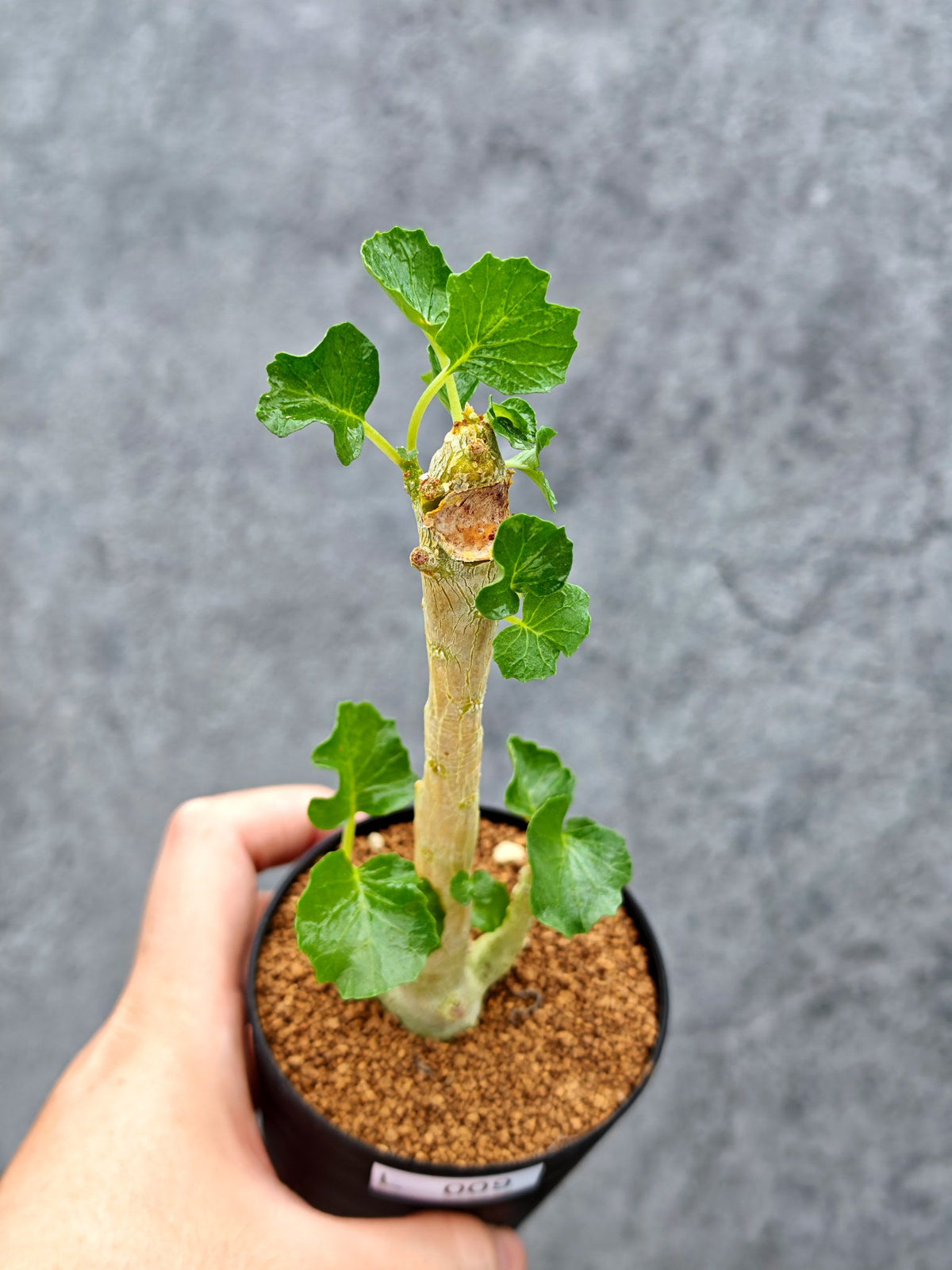 【現品限り】ドルステニア・ジプソフィラ【L9】 Dorstenia gypsophila