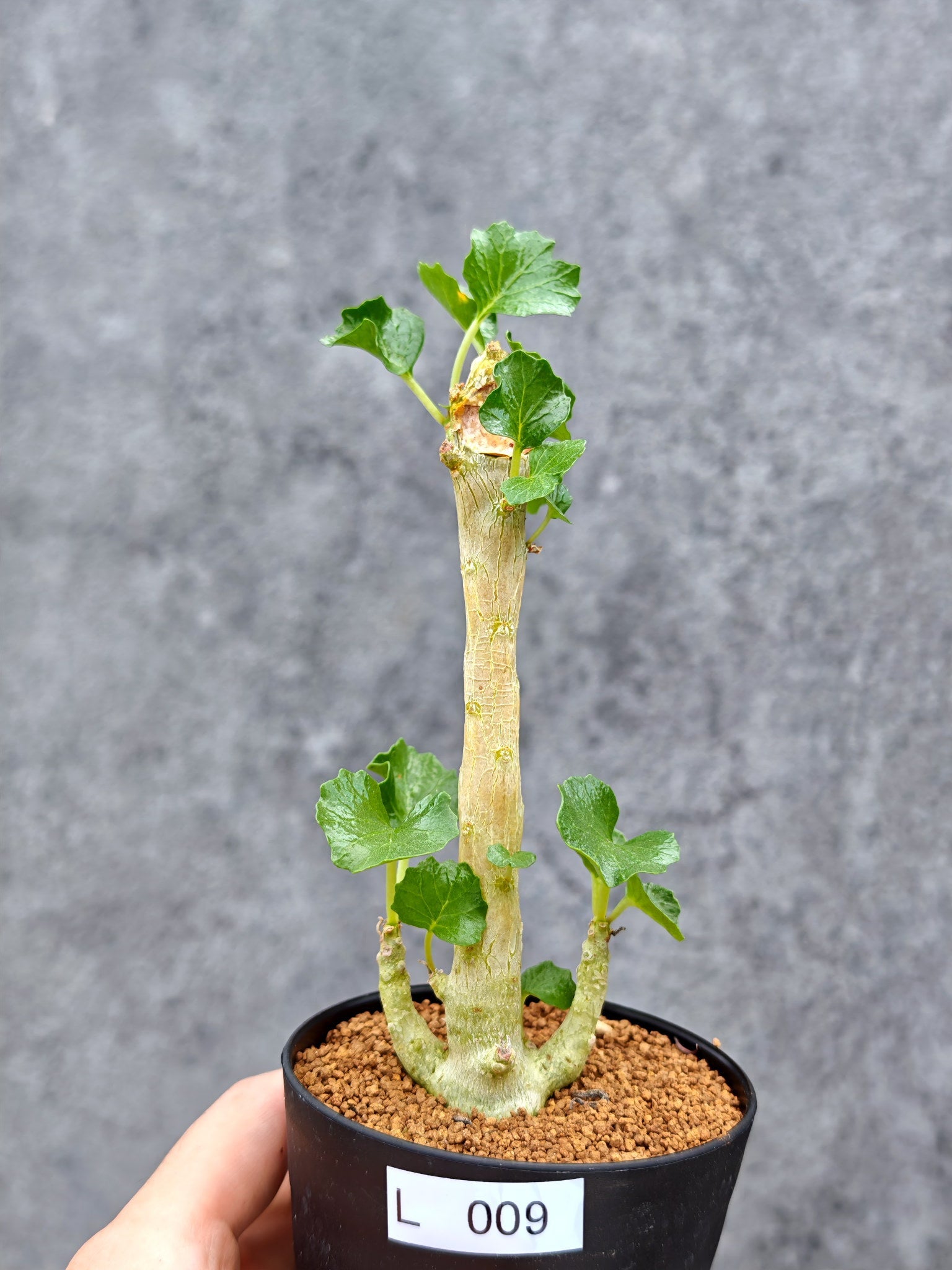 ドルステニア・ジプソフィラ【L9】 Dorstenia gypsophila 塊根植物