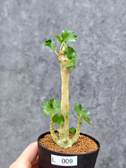 【現品限り】ドルステニア・ジプソフィラ【L9】 Dorstenia gypsophila
