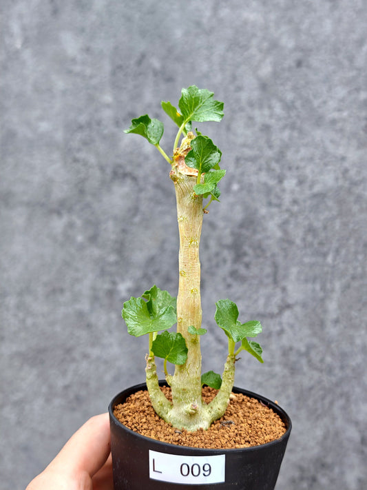 【現品限り】ドルステニア・ジプソフィラ【L9】 Dorstenia gypsophila