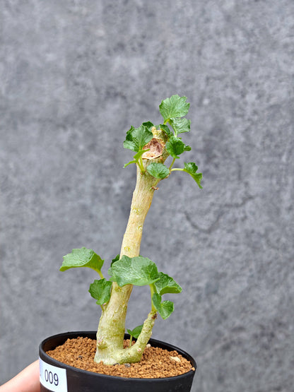 【現品限り】ドルステニア・ジプソフィラ【L9】 Dorstenia gypsophila