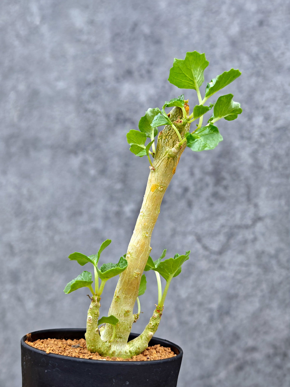 【現品限り】ドルステニア・ジプソフィラ【L9】 Dorstenia gypsophila