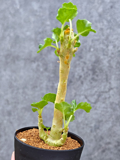 【現品限り】ドルステニア・ジプソフィラ【L9】 Dorstenia gypsophila