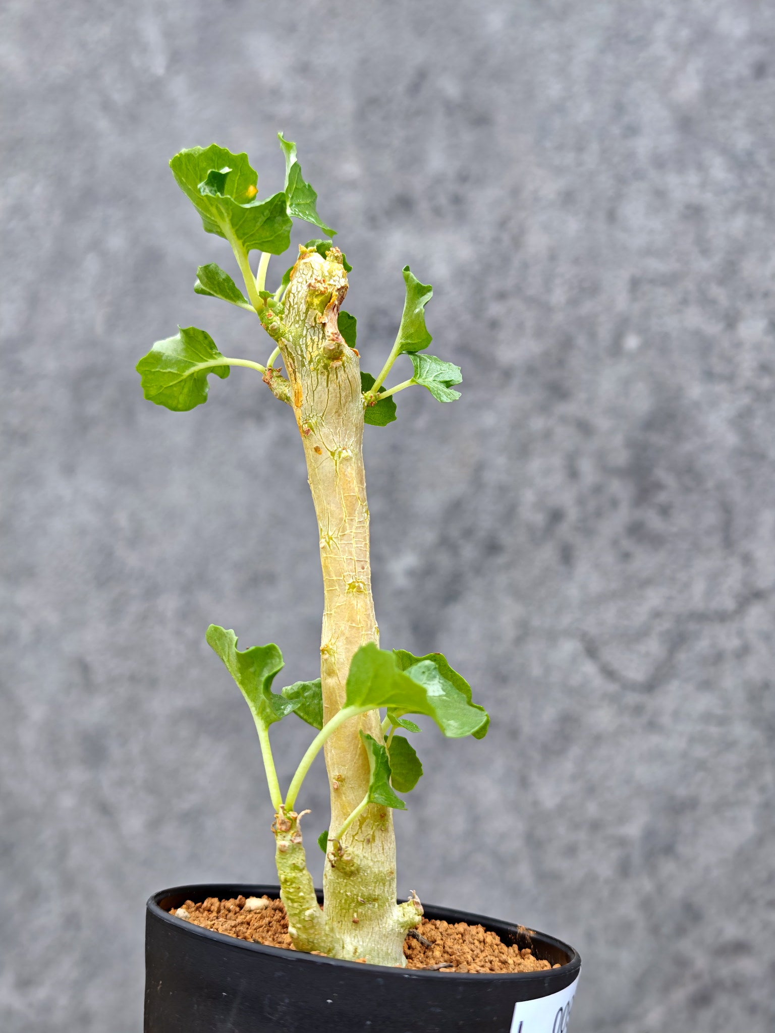 ドルステニア・ジプソフィラ【L9】 Dorstenia gypsophila 塊根植物