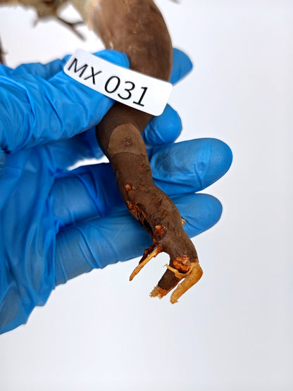 【期間限定】コミフォラ・カタフ ソマリア【MX31】 Commiphora kataf Somalia