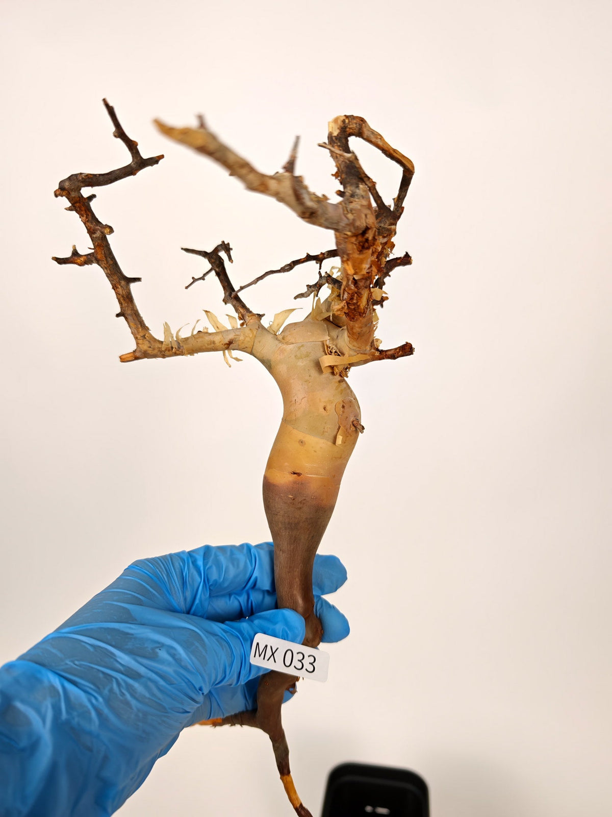 【期間限定】コミフォラ・カタフ ソマリア【MX33】 Commiphora kataf Somalia