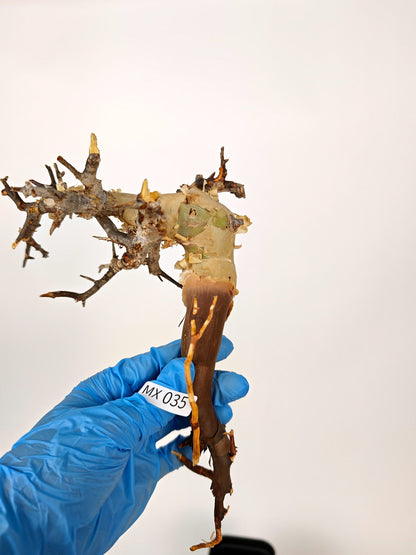 【期間限定】コミフォラ・カタフ ソマリア【MX35】 Commiphora kataf Somalia