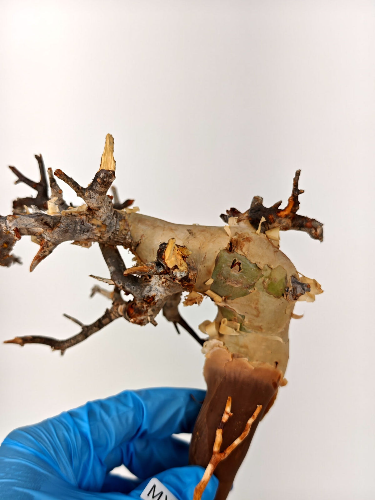 【期間限定】コミフォラ・カタフ ソマリア【MX35】 Commiphora kataf Somalia