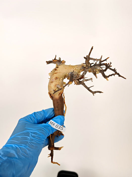 【期間限定】コミフォラ・カタフ ソマリア【MX35】 Commiphora kataf Somalia