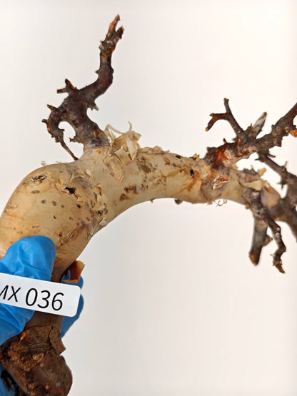 【期間限定】コミフォラ・カタフ ソマリア【MX36】 Commiphora kataf Somalia