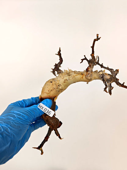 【期間限定】コミフォラ・カタフ ソマリア【MX36】 Commiphora kataf Somalia