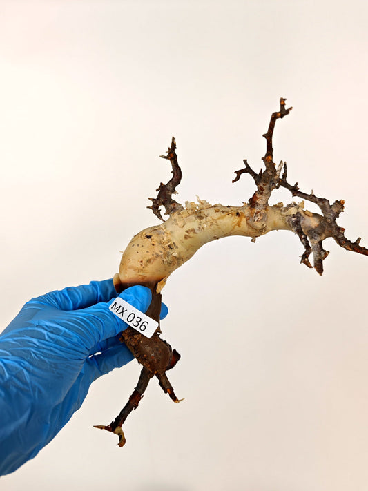 【期間限定】コミフォラ・カタフ ソマリア【MX36】 Commiphora kataf Somalia