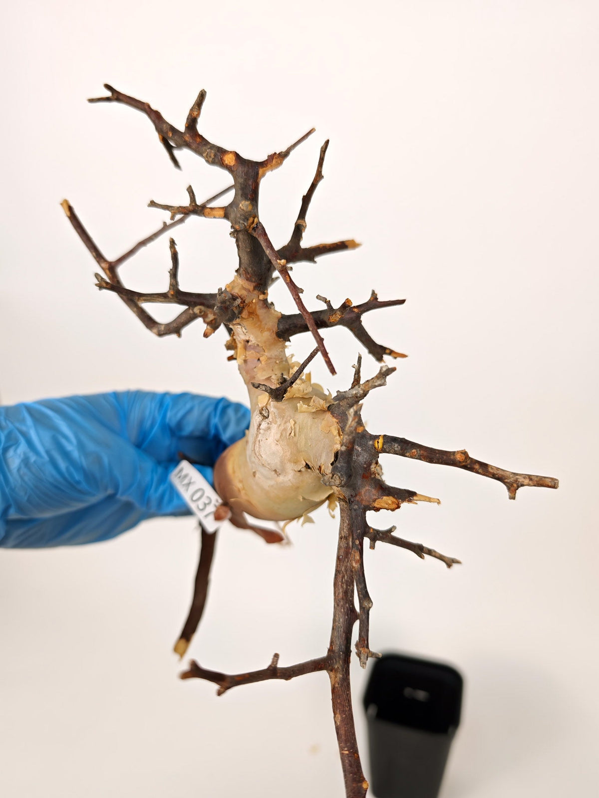 【期間限定】コミフォラ・カタフ ソマリア【MX37】 Commiphora kataf Somalia