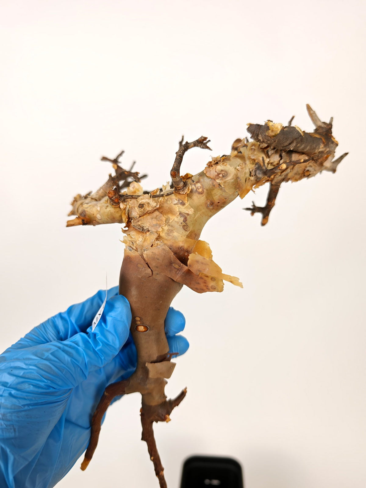 【期間限定】コミフォラ・カタフ ソマリア【MX38】 Commiphora kataf Somalia