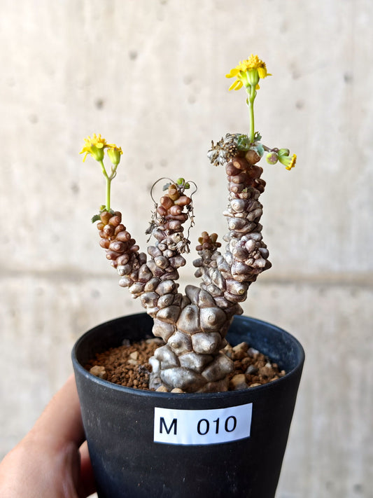 【現品限り】オトンナ・ヘレー 蛮鬼塔 実生【M10】 Othonna herrei