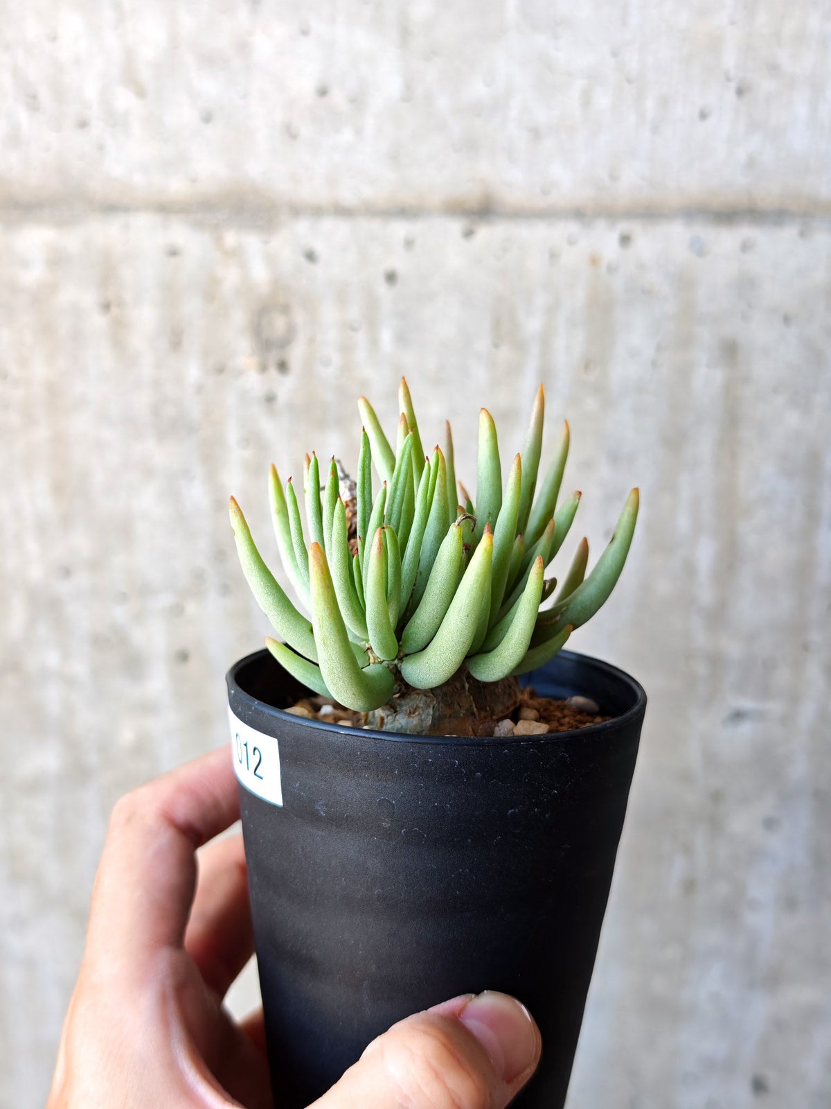 【現品限り】チレコドン・ペアルソニー 現地株 発根済み【M12】 Tylecodon pearsonii