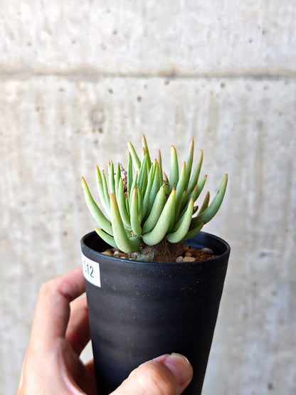 【現品限り】チレコドン・ペアルソニー 現地株 発根済み【M12】 Tylecodon pearsonii