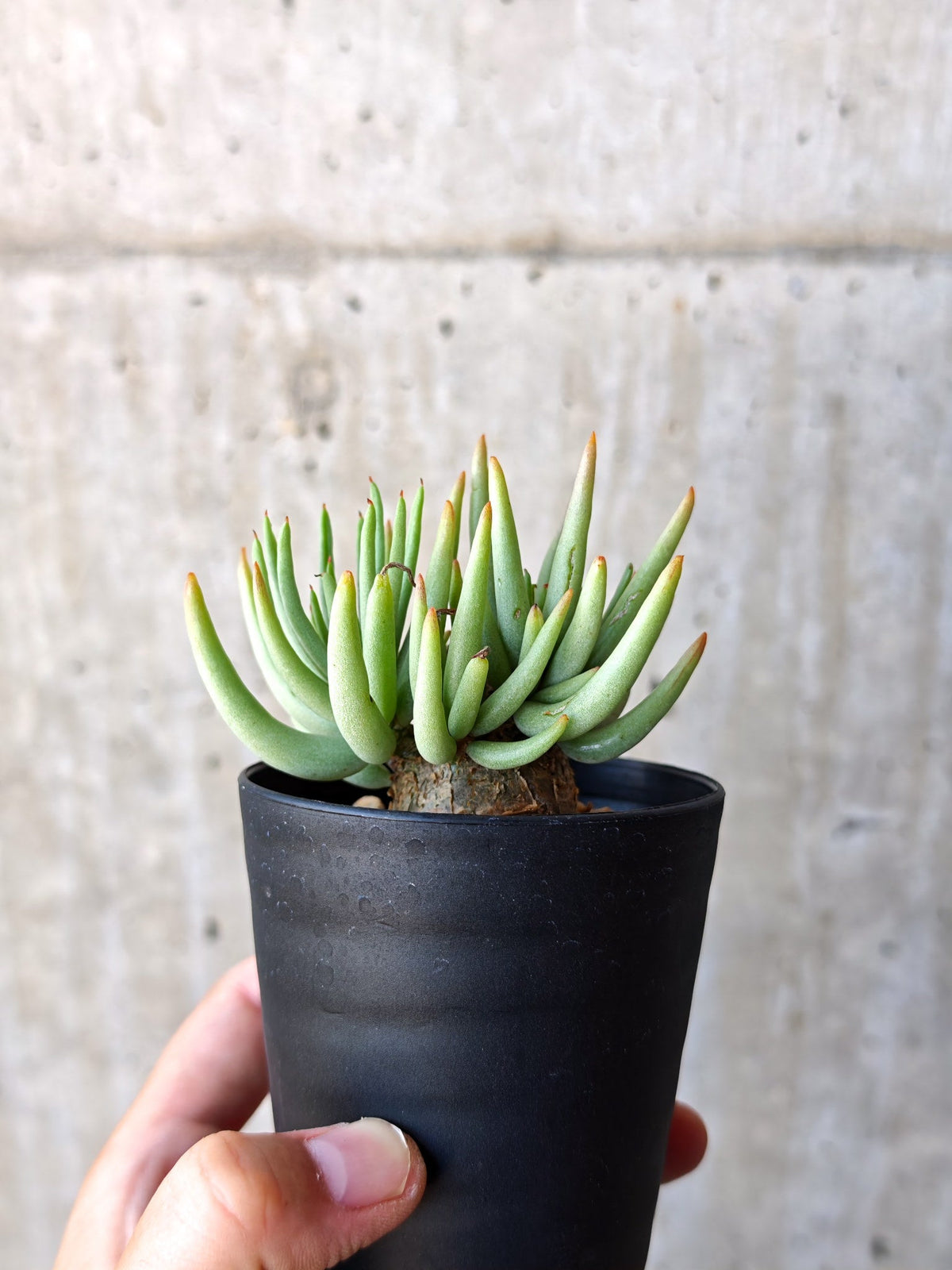 【現品限り】チレコドン・ペアルソニー 現地株 発根済み【M12】 Tylecodon pearsonii