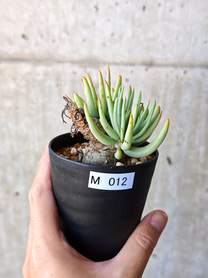 【現品限り】チレコドン・ペアルソニー 現地株 発根済み【M12】 Tylecodon pearsonii