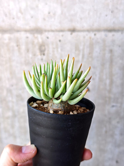 【現品限り】チレコドン・ペアルソニー 現地株 発根済み【M12】 Tylecodon pearsonii
