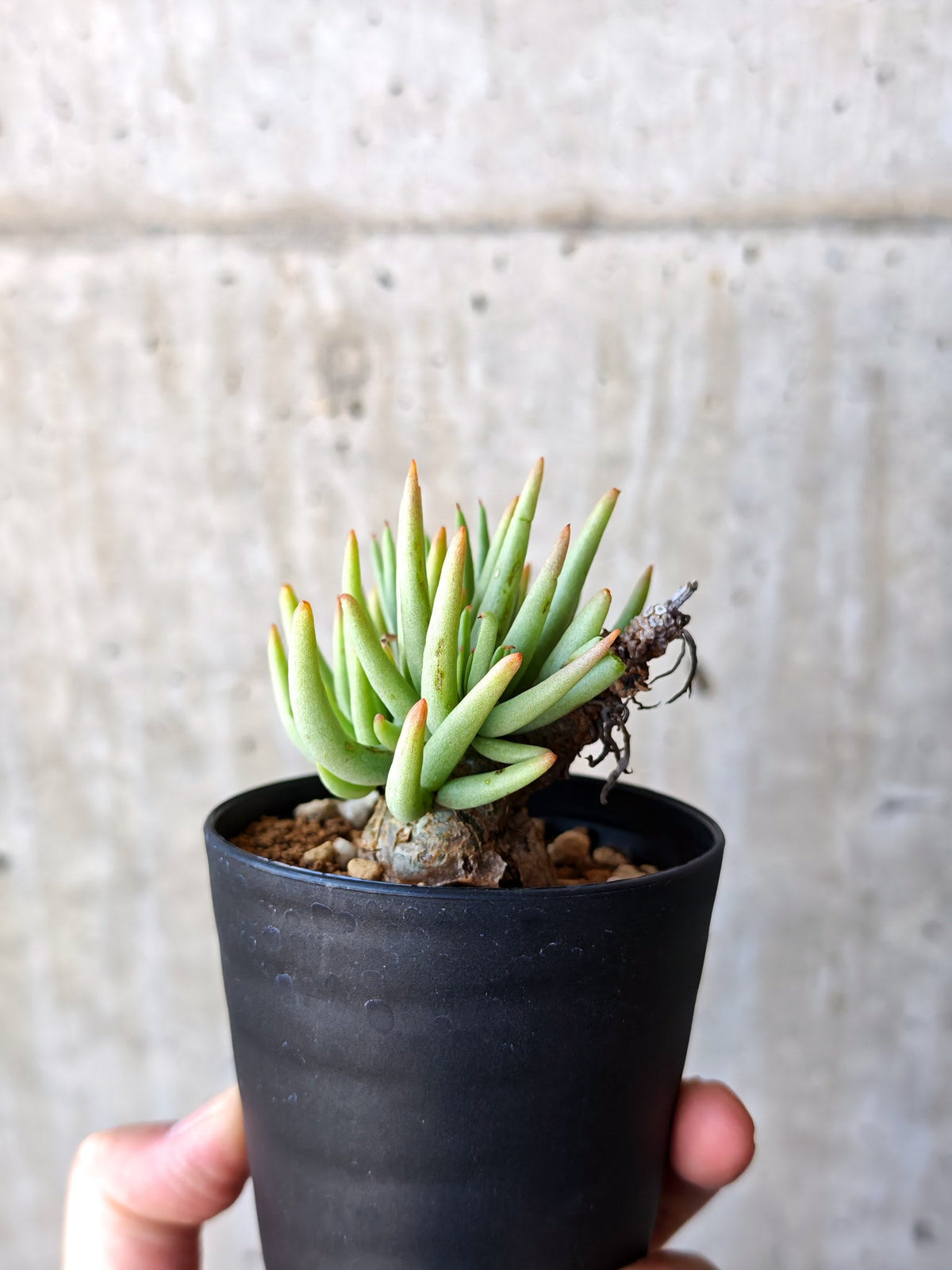 【現品限り】チレコドン・ペアルソニー 現地株 発根済み【M12】 Tylecodon pearsonii