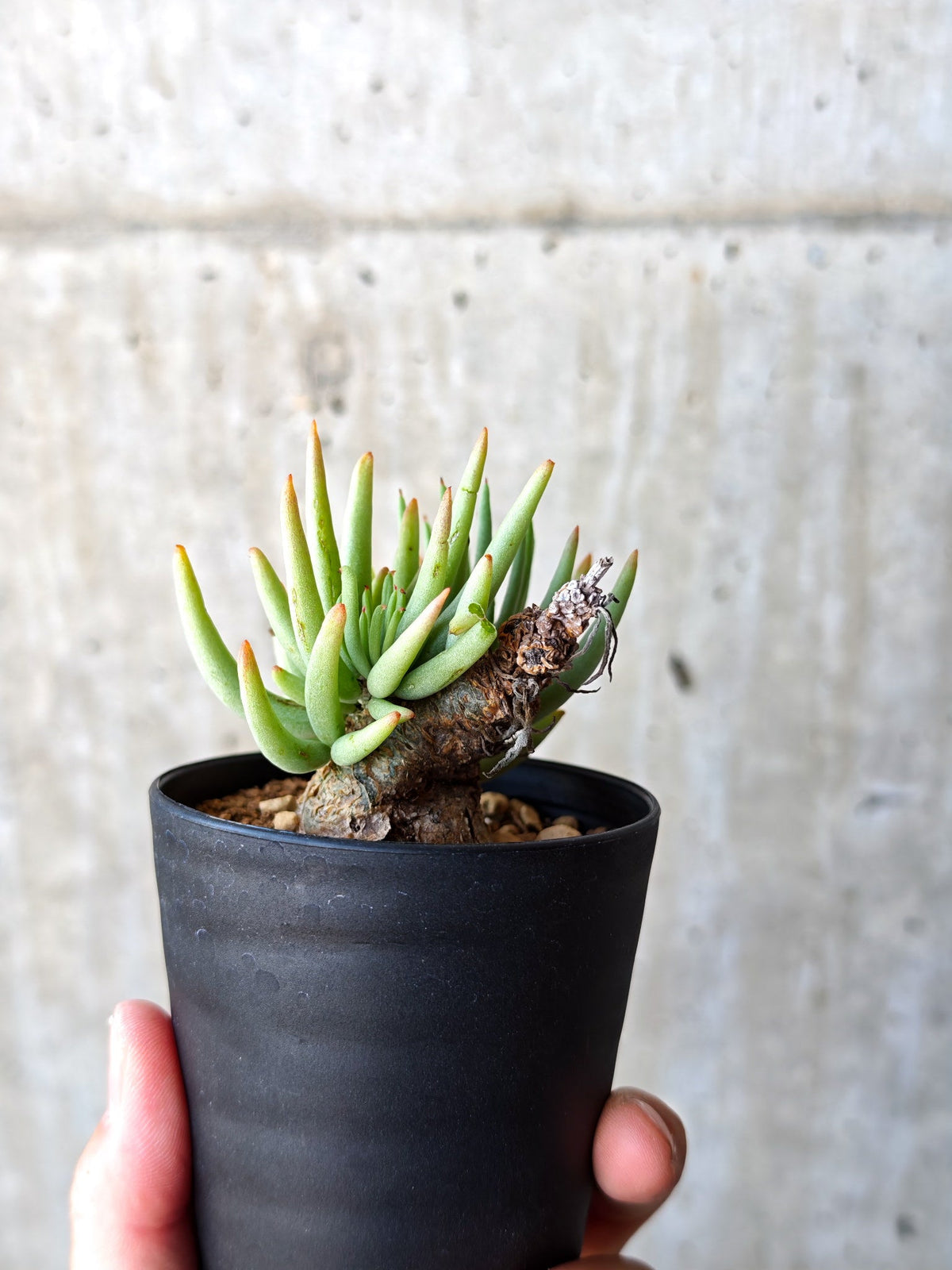 【現品限り】チレコドン・ペアルソニー 現地株 発根済み【M12】 Tylecodon pearsonii