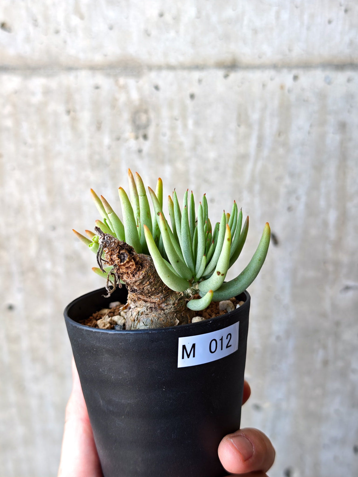 【現品限り】チレコドン・ペアルソニー 現地株 発根済み【M12】 Tylecodon pearsonii