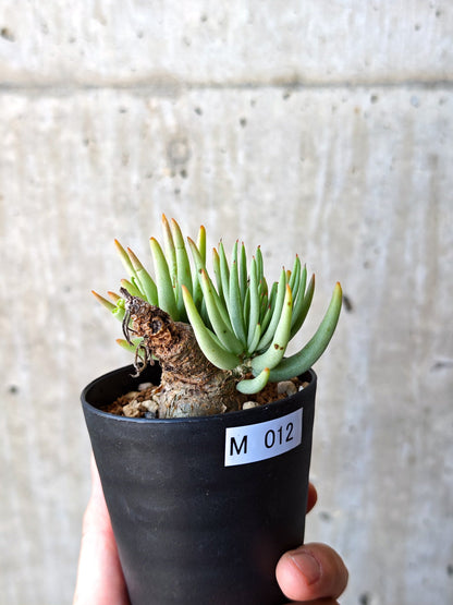 【現品限り】チレコドン・ペアルソニー 現地株 発根済み【M12】 Tylecodon pearsonii