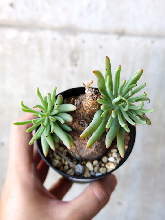 【現品限り】チレコドン・ペアルソニー 現地株 発根済み【M13】 Tylecodon pearsonii
