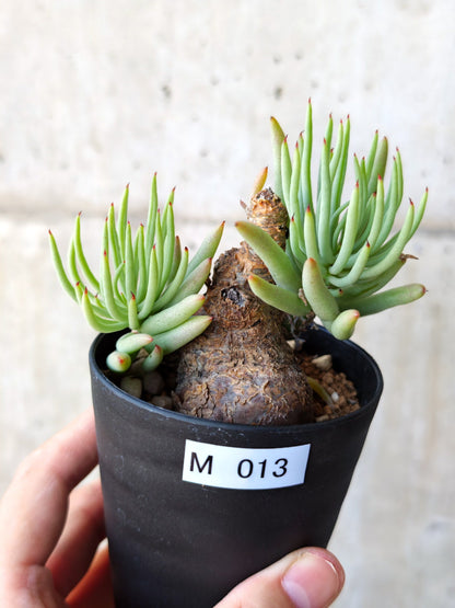 【現品限り】チレコドン・ペアルソニー 現地株 発根済み【M13】 Tylecodon pearsonii
