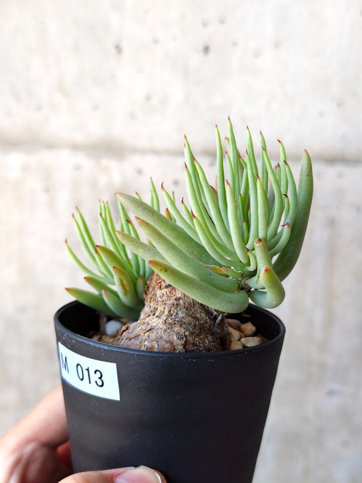 【現品限り】チレコドン・ペアルソニー 現地株 発根済み【M13】 Tylecodon pearsonii