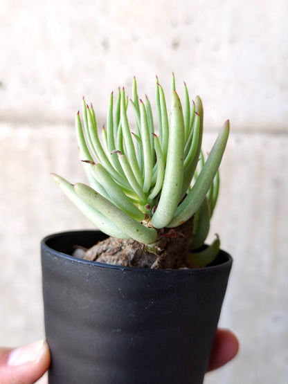 【現品限り】チレコドン・ペアルソニー 現地株 発根済み【M13】 Tylecodon pearsonii