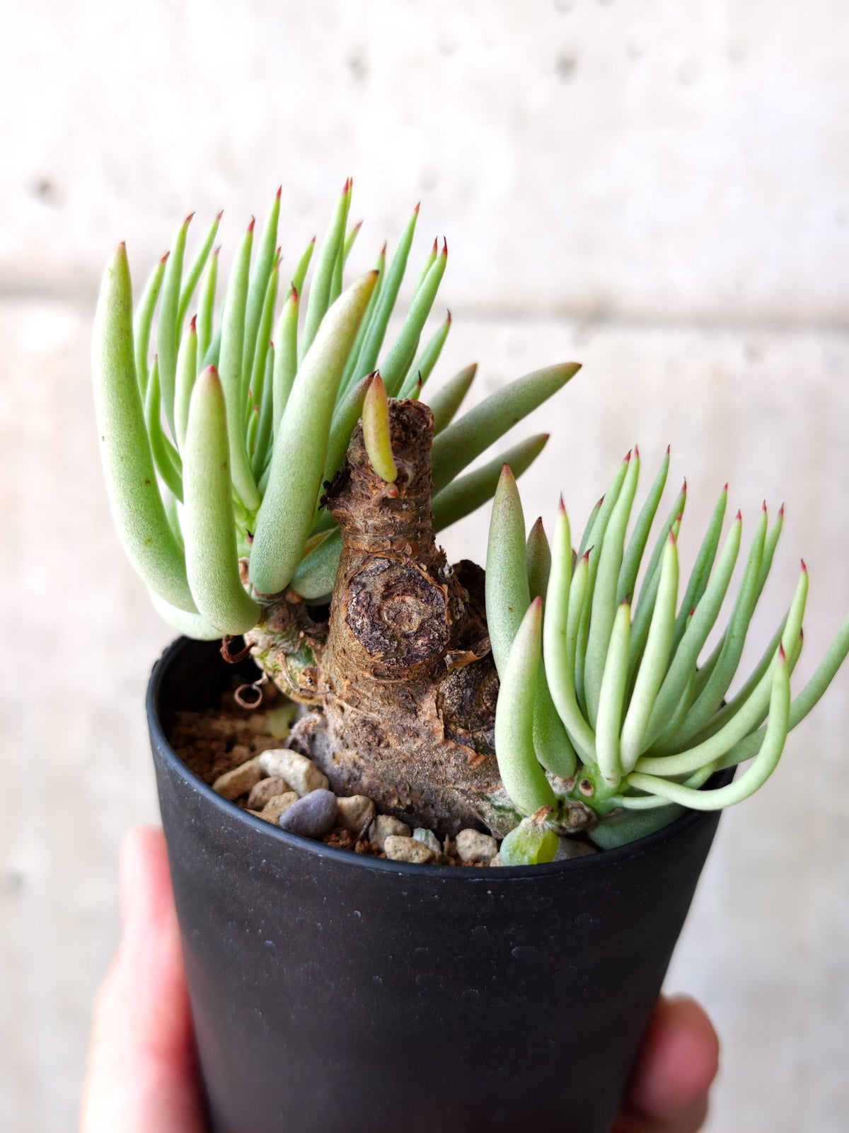 【現品限り】チレコドン・ペアルソニー 現地株 発根済み【M13】 Tylecodon pearsonii