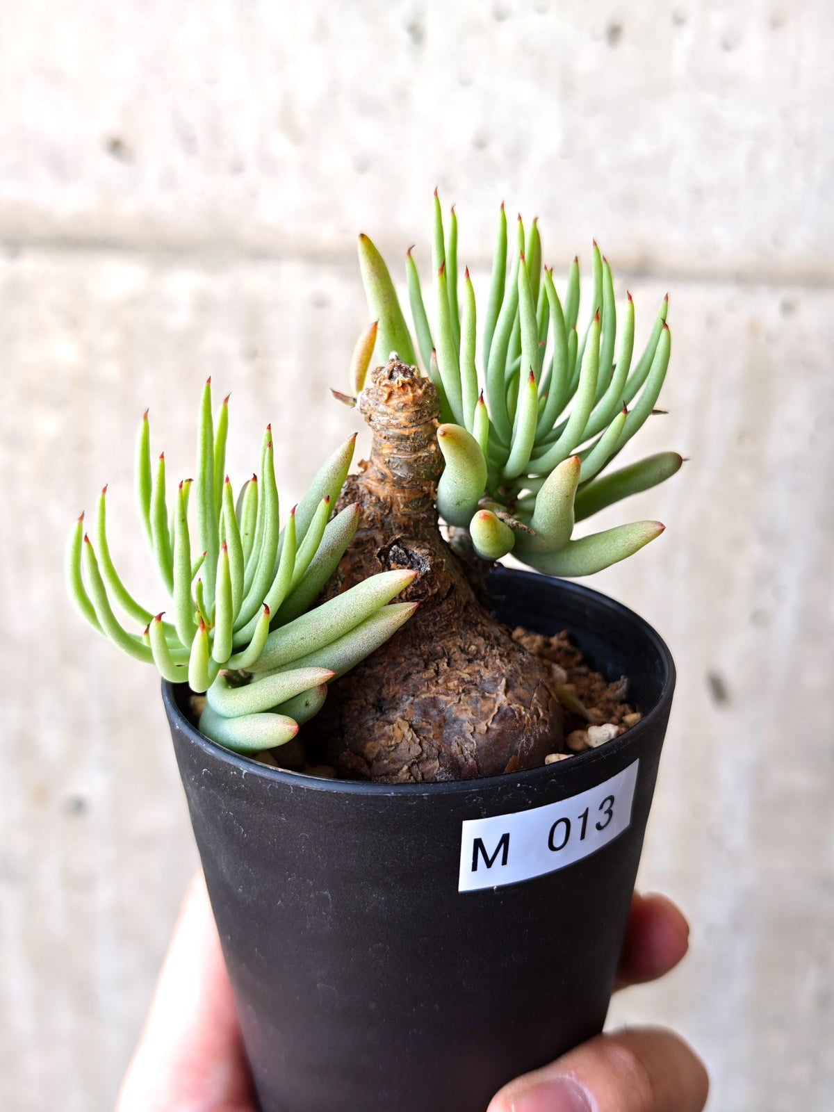 【現品限り】チレコドン・ペアルソニー 現地株 発根済み【M13】 Tylecodon pearsonii
