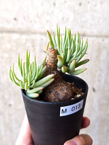 【現品限り】チレコドン・ペアルソニー 現地株 発根済み【M13】 Tylecodon pearsonii